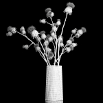 Beautiful bouquet of dried Thistle thorn flowers in a glass vase