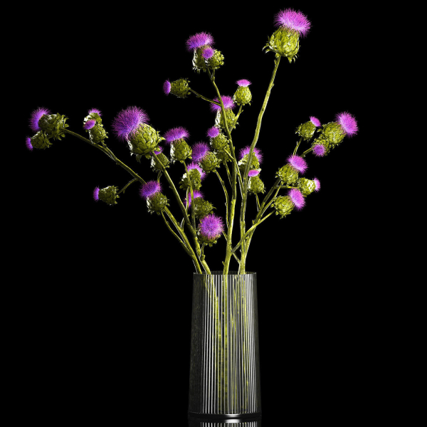 Beautiful bouquet of dried Thistle thorn flowers in a glass vase