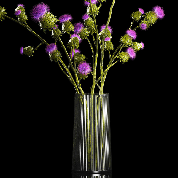 Beautiful bouquet of dried Thistle thorn flowers in a glass vase