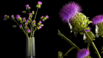 Beautiful bouquet of dried Thistle thorn flowers in a glass vase