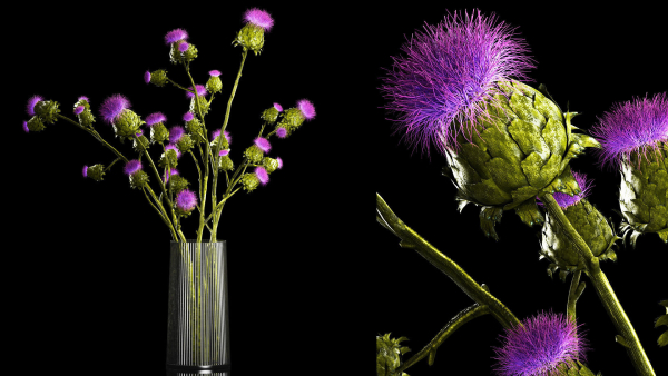 Beautiful bouquet of dried Thistle thorn flowers in a glass vase