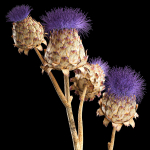 Beautiful bouquet of thistle dried flowers in a glass vase 290