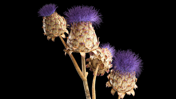 Beautiful bouquet of thistle dried flowers in a glass vase 290