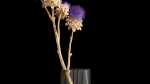 Beautiful bouquet of thistle dried flowers in a glass vase 290
