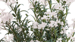 Beautiful bushes with white Nerium oleander flowers in pots