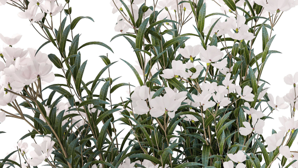 Beautiful bushes with white Nerium oleander flowers in pots