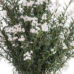 Beautiful bushes with white Nerium oleander flowers in pots
