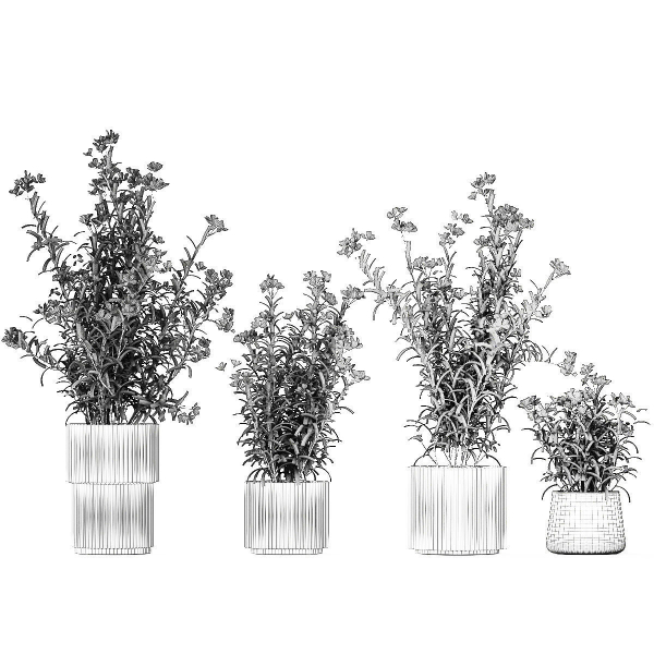 Beautiful bushes with white Nerium oleander flowers in pots