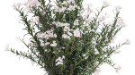 Beautiful bushes with white Nerium oleander flowers in pots