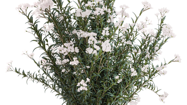 Beautiful bushes with white Nerium oleander flowers in pots