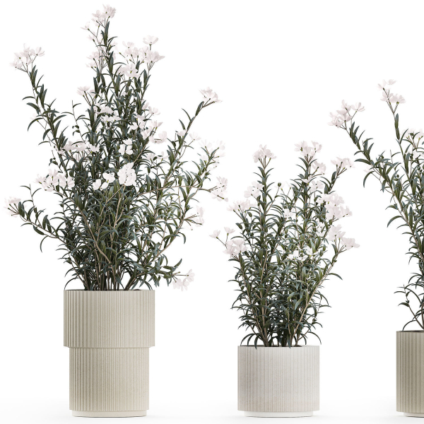 Beautiful bushes with white Nerium oleander flowers in pots