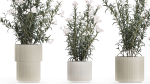 Beautiful bushes with white Nerium oleander flowers in pots