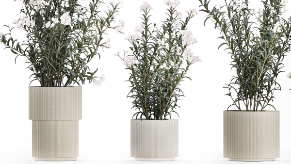 Beautiful bushes with white Nerium oleander flowers in pots