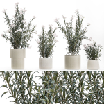 Beautiful bushes with white Nerium oleander flowers in pots