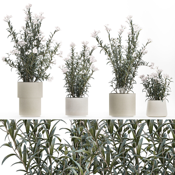 Beautiful bushes with white Nerium oleander flowers in pots