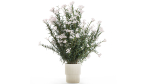 Beautiful bushes with white Nerium oleander flowers in pots