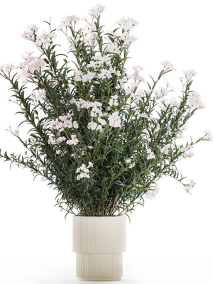 Beautiful bushes with white Nerium oleander flowers in pots