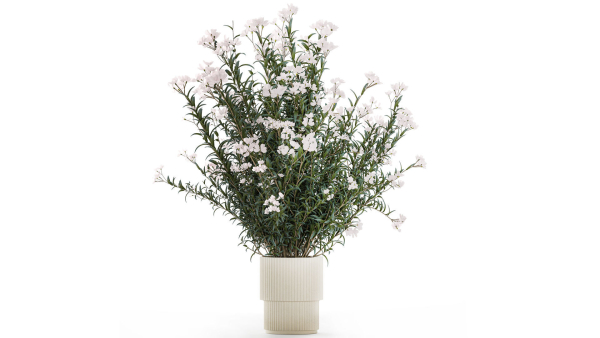 Beautiful bushes with white Nerium oleander flowers in pots