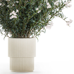 Beautiful bushes with white Nerium oleander flowers in pots