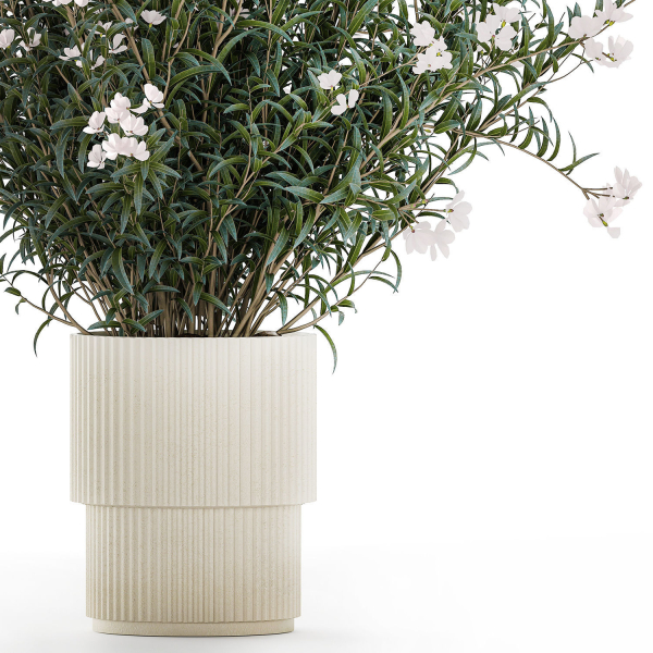 Beautiful bushes with white Nerium oleander flowers in pots