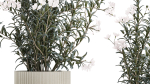 Beautiful bushes with white Nerium oleander flowers in pots