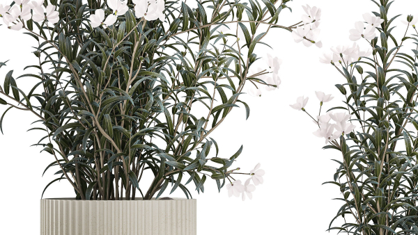 Beautiful bushes with white Nerium oleander flowers in pots