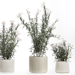 Beautiful bushes with white Nerium oleander flowers in pots