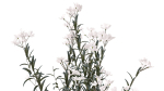 Beautiful bushes with white Nerium oleander flowers in pots