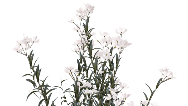 Beautiful bushes with white Nerium oleander flowers in pots