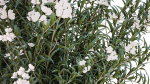 Beautiful bushes with white Nerium oleander flowers in pots