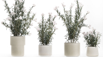 Beautiful bushes with white Nerium oleander flowers in pots