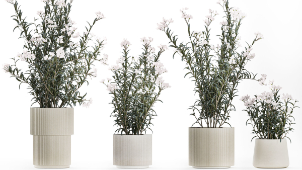 Beautiful bushes with white Nerium oleander flowers in pots