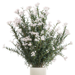Beautiful bushes with white Nerium oleander flowers in pots