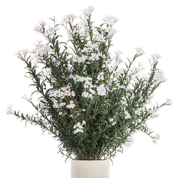 Beautiful bushes with white Nerium oleander flowers in pots