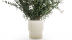 Beautiful bushes with white Nerium oleander flowers in pots