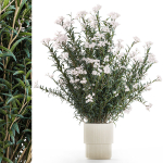 Beautiful bushes with white Nerium oleander flowers in pots