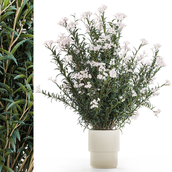 Beautiful bushes with white Nerium oleander flowers in pots