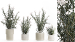 Beautiful bushes with white Nerium oleander flowers in pots