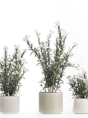 beautiful-bushes-with-white-nerium-oleander-flowers-in-pots-3d-model-77f7494acc