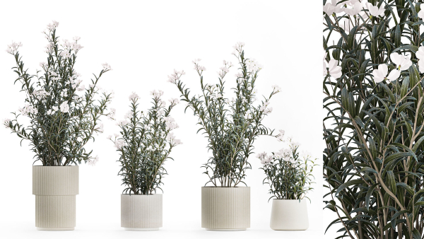 Beautiful bushes with white Nerium oleander flowers in pots