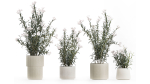 Beautiful bushes with white Nerium oleander flowers in pots