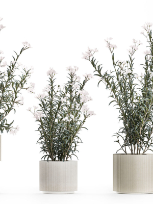 Beautiful bushes with white Nerium oleander flowers in pots