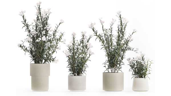 Beautiful bushes with white Nerium oleander flowers in pots