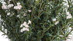 Beautiful bushes with white Nerium oleander flowers in pots