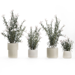 Beautiful bushes with white Nerium oleander flowers in pots