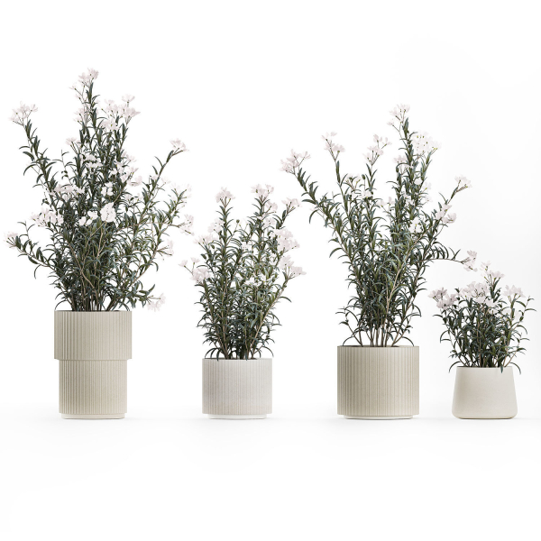 Beautiful bushes with white Nerium oleander flowers in pots
