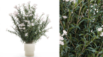Beautiful bushes with white Nerium oleander flowers in pots