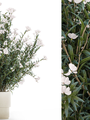 beautiful-bushes-with-white-nerium-oleander-flowers-in-pots-3d-model-99efa6a01f