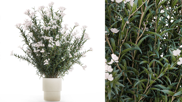 Beautiful bushes with white Nerium oleander flowers in pots