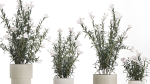 Beautiful bushes with white Nerium oleander flowers in pots